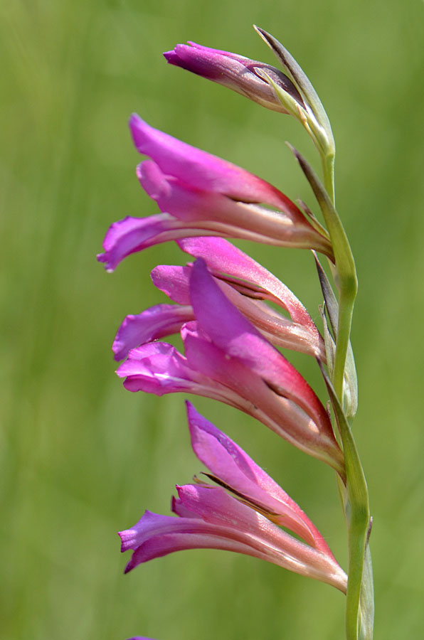 Gladiolus italicus / Gladiolo dei campi